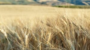 Agricoltura_grano_Basilicata_01.jpg.rend_.500.700