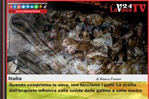 Quando compriamo le uova, non facciamo i polli! La scelta dell’acquisto influisce sulla salute delle galline e sulla nostra